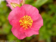 <i>Helianthemum</i> ‘Dazzler’