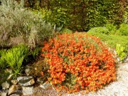 <i>Helianthemum</i> ‘Henfield Brilliant’