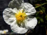 <i>Helianthemum</i> ‘St. Marys’