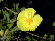 <i>Helianthemum</i> ‘Wisley Primrose’