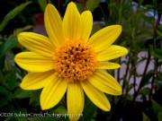 <i>Helianthus</i> x <i>multiflorus</i> ‘Capenoch Star’