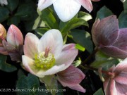 <i>Helleborus</i> x <i>nigersmithii</i> ‘Ivory Prince’