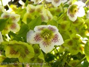 <i>Helleborus</i> x <i>hybridus</i> ‘White Lady Spotted’