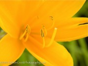 <i>Hemerocallis middendorffii</i>