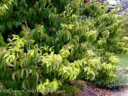 <i>Heptacodium miconioides</i>