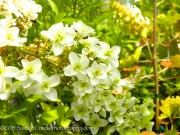 <i>Hydrangea quercifolia</i> ‘Snowflake’