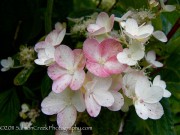 Cold Hardy Plants Photo
