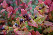 <i>Hypericum androsaemum</i>