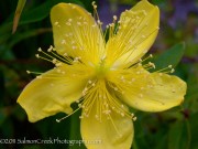 <i>Hypericum kouytchense</i>