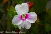 <i>Impatiens sodenii</i> ‘Flash’