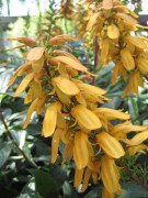 <i>Isoplexis canariensis</i>