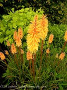 <i>Kniphofia</i> ‘Bees Sunset’