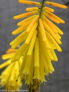 <i>Kniphofia uvaria</i> ‘Candle Light’