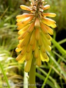 <em>Kniphofia</em>  ‘Glow’