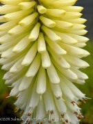 <i>Kniphofia</i> ‘Ice Queen’