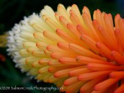 <i>Kniphofia</i> ‘Lye End’