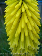 Kniphofia uvaria Malibu Yellow