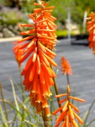 <em>Kniphofia</em>  ‘Nancys Red’