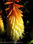 <i>Kniphofia</i> ‘Shining Sceptre’
