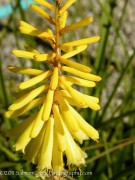 <i>Kniphofia</i> ‘Vanilla’