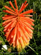 <i>Kniphofia linearifolia</i>