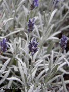 <i>Lavandula</i> ‘England’