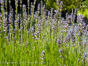 <i>Lavandula angustifolia</i> ‘Graves’