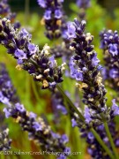 <i>Lavandula</i> x <i>intermedia</i> ‘Gros Bleu’