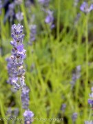 <i>Lavandula</i> x <i>intermedia</i> ‘Hidcote Giant’