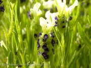 <i>Lavandula stoechas</i> ‘Ivory Crown’