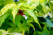 <i>Leycesteria formosa</i> ‘Golden Lanterns’