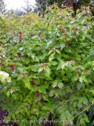 <i>Leycesteria formosa</i>
