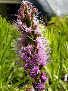 <i>Liatris spicata</i> ‘Floristan Violett’