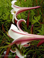 <i>Lilium formosanum</i> var. <i>pricei</i>