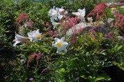 <i>Lilium regale</i>