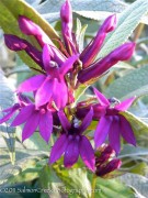 <i>Lobelia</i> ‘La Fresco’