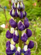 <i>Lupinus</i> ‘The Governor’