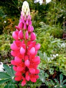<i>Lupinus</i> ‘The Pages’