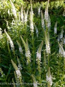 <i>Lysimachia ephemerum</i>