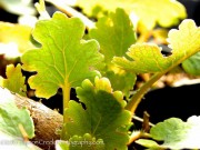 <i>Macleaya microcarpa</i> ‘Kelway’s Coral Plume’