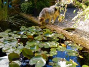 Digging Dog Gardens photo