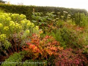 <i>Melianthus major</i>