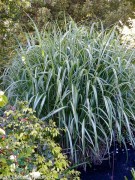 <i>Miscanthus sinensis</i> var. <i>condensatus</i> ‘Cosmopolitan’