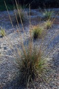 <i>Muhlenbergia rigens</i>