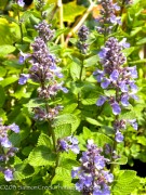 <i>Nepeta</i> x ‘Joanna Reed’