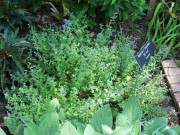 <i>Nepeta faassenii</i> ‘Kit Cat’