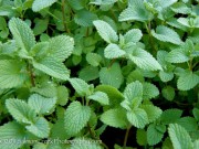 <i>Nepeta racemosa</i> ‘Superba’