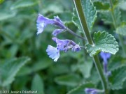 <i>Nepeta racemosa</i> ‘Walkers Low’