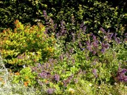 <i>Nepeta grandiflora</i> ‘Wild Cat’