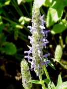 <i>Nepeta nervosa</i>